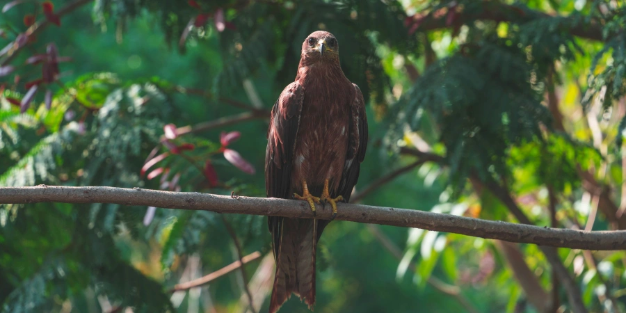 A hawk with brown and reddish feathers perched on a branch, surrounded by lush green foliage and pinkish-red flowers under natural daylight.