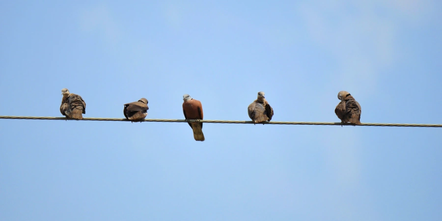 Five doves perched on a single wire against a clear blue sky, with one dove displaying a reddish-brown hue while the others are various shades of brown and gray.