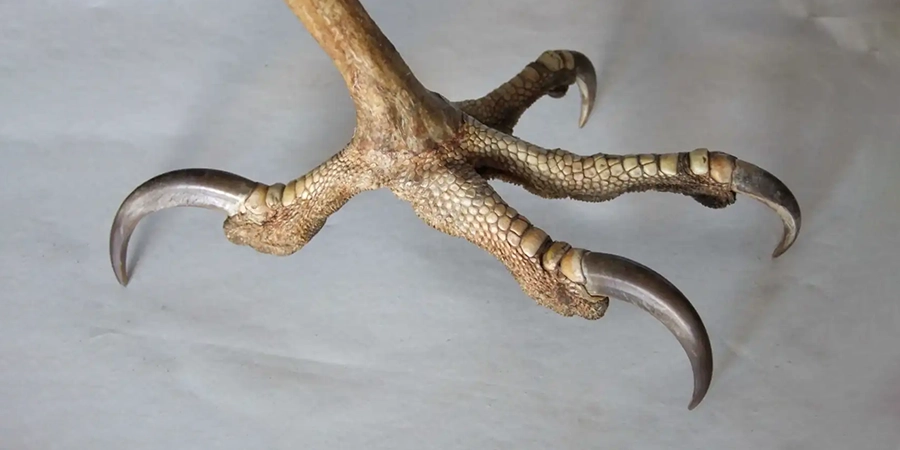 A close-up image of an eagle's talon with sharp, curved claws, showcasing the textured scales and strong grip, displayed against a plain background
