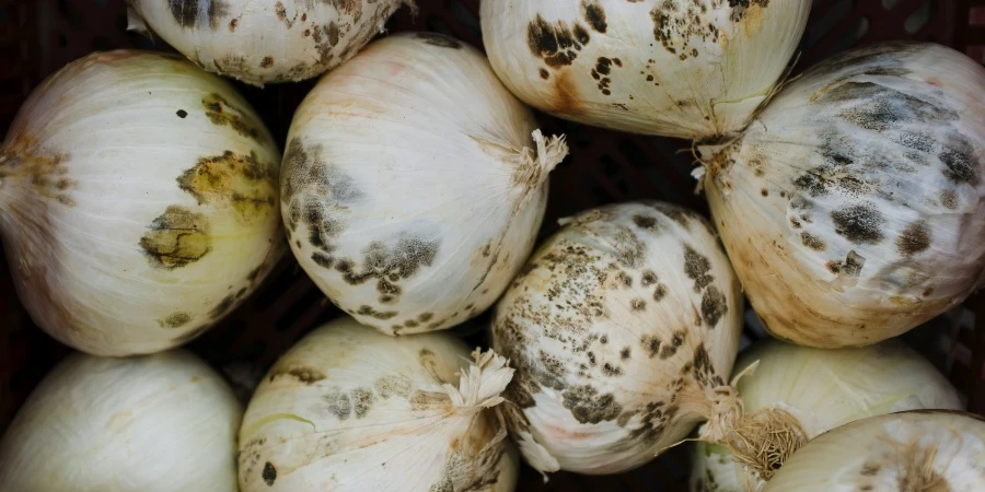 A close-up view of a basket filled with onions covered in black and gray mold spots, indicating spoilage.
