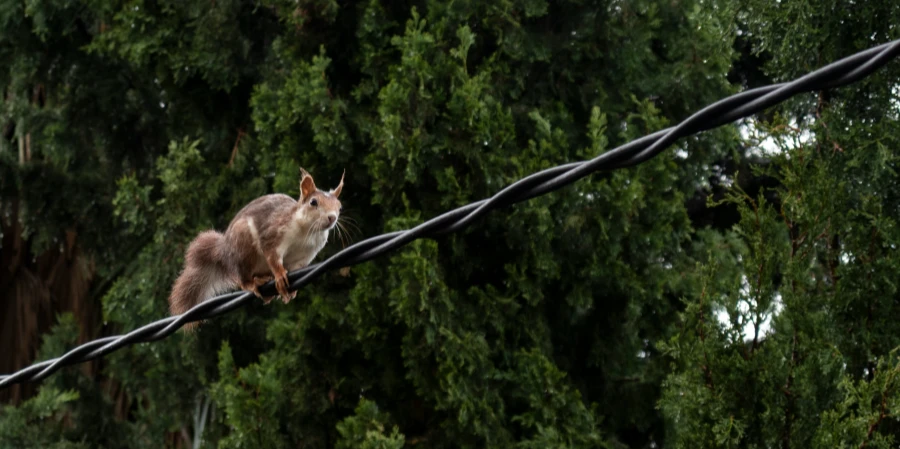 A squirrel perched on a twisted power line, surrounded by lush green trees, potentially posing a risk to electrical infrastructure.